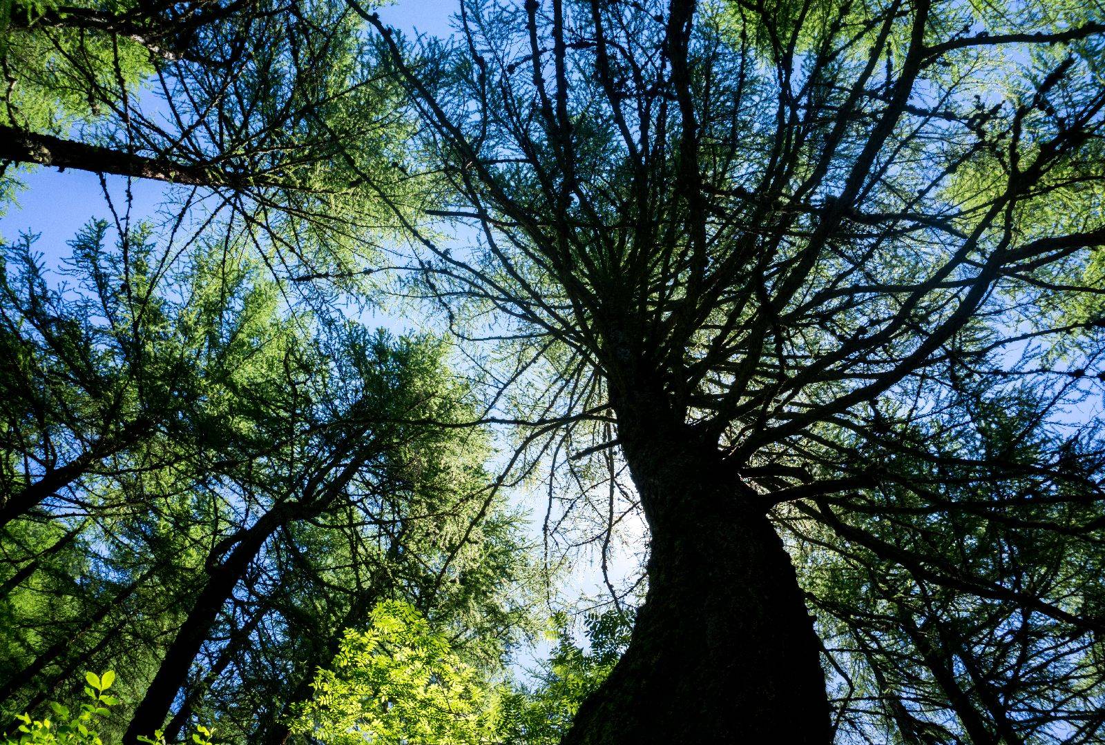 Forest Bathing Alps - Weekend Into the Wild - Trekking Alps